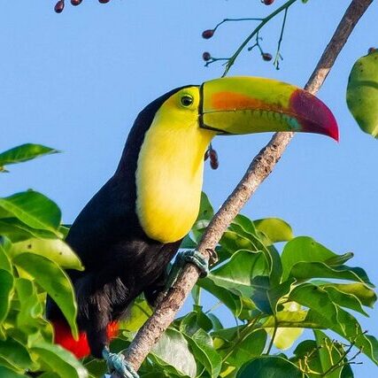 bird whatching